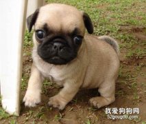 狗狗趾間炎怎么引起的 患病期間的注意事項