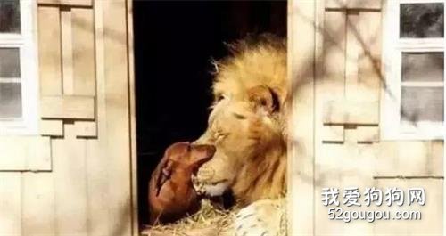 為了緩解獅子的孤獨，飼養員把四只狗狗帶進去，結果令人暖心