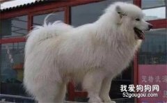 狗狗不愛洗澡竟被主人連捅四刀，最后還差點被賣到狗肉館