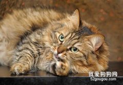 西伯利亞森林貓和緬因貓區別是什么?