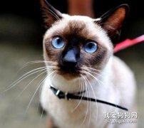暹羅貓的習性有哪些?