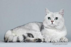 英國短毛貓的習性有哪些?