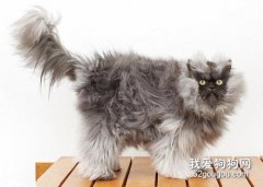 喜馬拉雅貓性格如何?