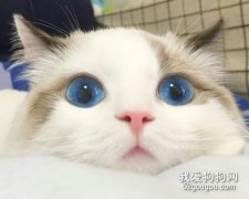 純種布偶貓特征有哪些?
