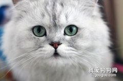金吉拉貓缺點有哪些?