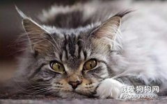 緬因貓性格如何？