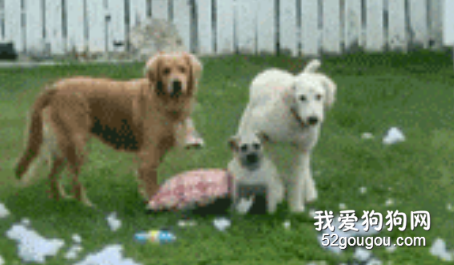 熊父母攜手熊孩子一起犯罪，這個家也太慘了