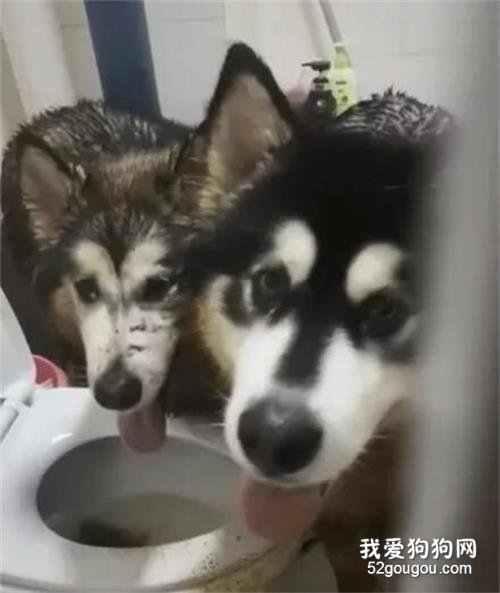 網友上班忘了關廚房門，結果回來后，想燉狗了！
