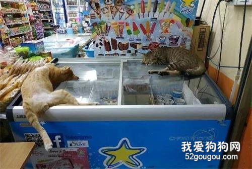 狗子禮貌排隊，安靜地等“風扇先生”吃飯超市里兩只貓正在呼呼大睡，一只很正常，另一只卻…