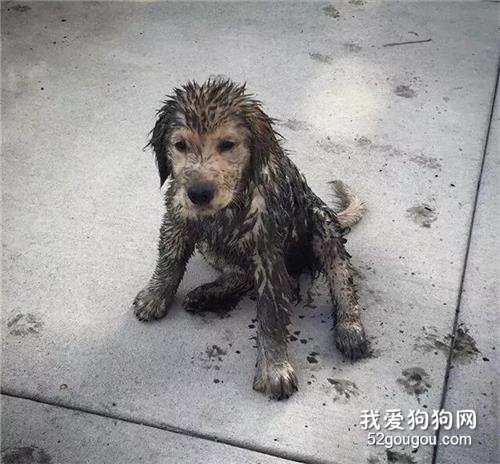 金毛要是腦子短路犯起二來，哈士奇也得靠邊站……