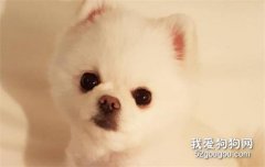 博美喜歡叫怎么辦？