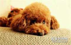 怎么挑選聰明的泰迪?