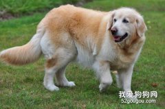 狗狗傷到脊椎的表現 狗狗脊柱受傷一定要盡早治療
