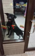 黑狗天天來便利店收保護費，店員卻不敢生氣，因為它的靠山不簡單！