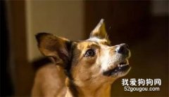 主人一出門狗狗就叫怎么辦?