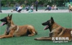 訓練狗狗匍匐前進的方法