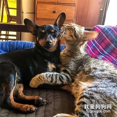 狗狗出門尿尿被流浪貓打劫，之后卻上癮天天去找它，直到一場暴雨...