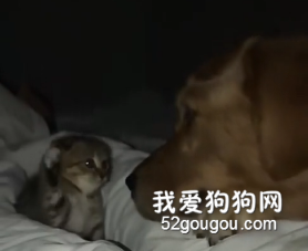 被小奶貓欺負也一聲不吭，金毛也太溫柔了吧！