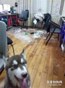 狗子拆了公司被教訓，然而回來后居然這樣報復主人，笑瘋了！