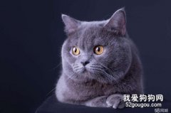英短貓咪的性格怎樣?