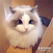 布偶貓的習性是什么?