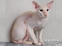 波米拉貓性格怎樣?