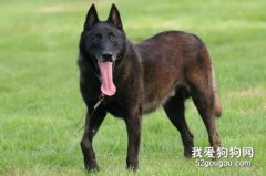 馬犬原產地是哪里 你知道馬犬長什么樣子嗎？