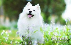  這三種狗和狐貍傻傻分不清楚