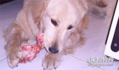 生骨肉喂養法如何解決寄生蟲問題?
