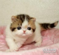 加菲貓性格怎么樣?