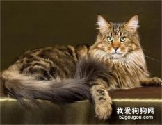 緬因貓性格怎么樣?