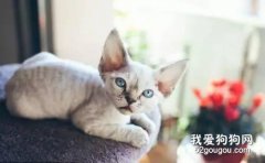 德文卷毛貓性格怎樣?
