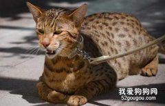 孟加拉貓的性格怎樣?