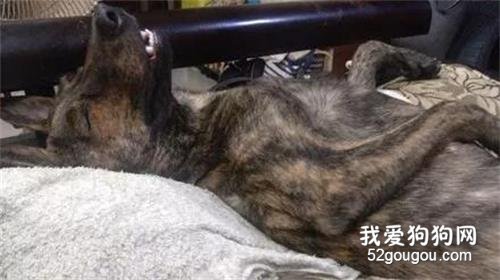 狗子跟朋友一起去聚會，回來馬上就躺在沙發睡覺，主人笑噴：喝很多嗎？