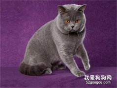 卡爾特貓性格怎樣?