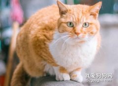 橘貓的特征和特點是什么?