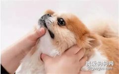 狗狗無故慘叫發抖弓背要多注意