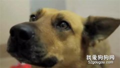 “煙花”讓狗狗跟主人時隔七個多月后才團聚…