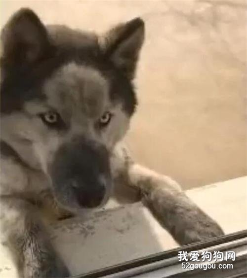 哈士奇在外鬼混回家，看到二哈這樣子，主人果斷不開門，大喊這狗不要了！