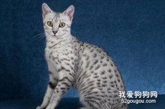 埃及貓性格怎樣?