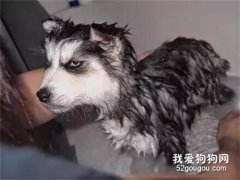 二哈被主人強行洗澡，第二天竟被它這樣報復，慘不忍睹
