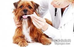 老年犬咳嗽的治療方法