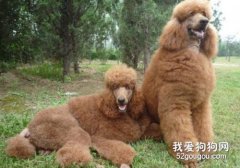 巨貴犬有攻擊性嗎？