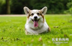 益生菌怎樣給狗狗服用?