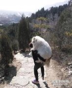 女子带50多斤萨摩耶一起爬山，全程都是她背着走，回来时脚抖个不停！