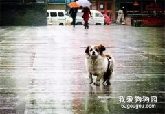 流浪狗：我只是一具孤零零的“行尸走肉”！不敢奢求“擁抱”！