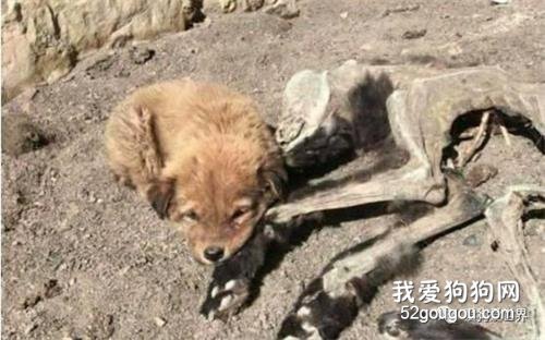 狗寶寶不知道媽媽已經死去，守在一旁不離不棄