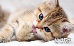 猫咪肠胃炎的临场症状和治疗原则