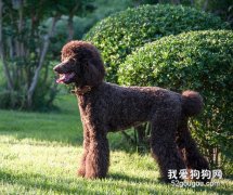 巨貴犬標準是什么?