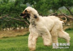 阿富汗獵犬怎么挑選?